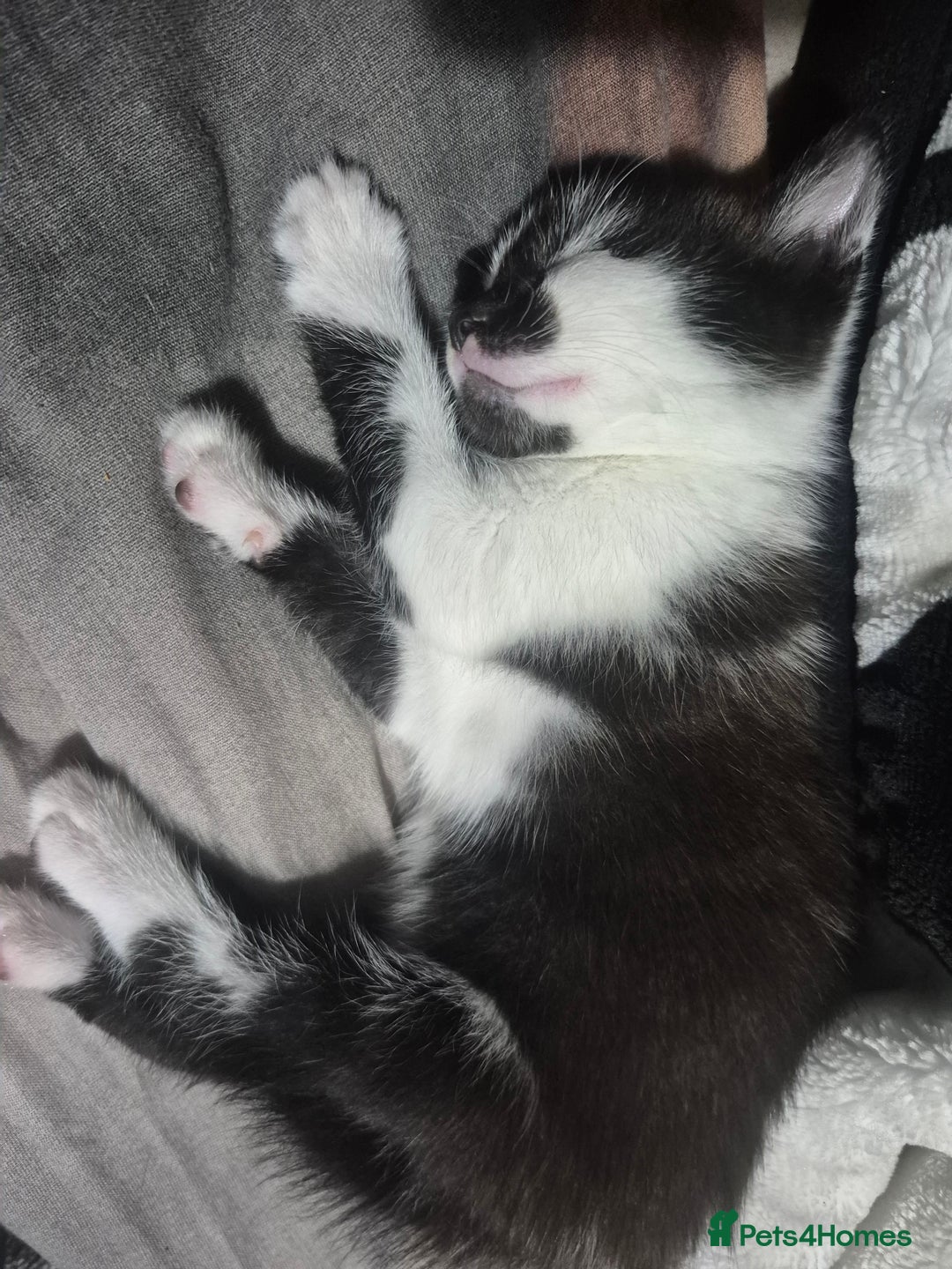 Mixed Breed cats for sale: Kitten  - Image 1