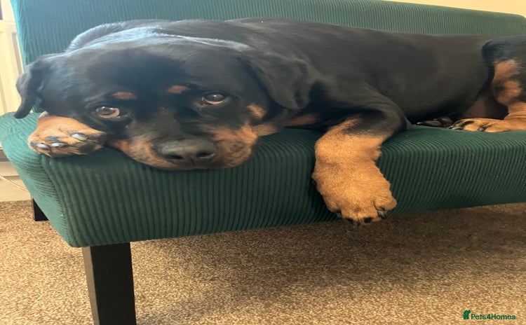 Rottweiler dogs Free 3yr old Rottweiler female - Advert 1