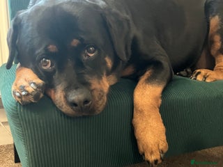 Rottweiler dogs Free 3yr old Rottweiler female - Advert 1