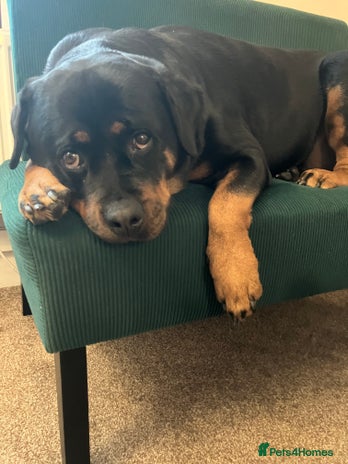 Rottweiler dogs Free 3yr old Rottweiler female - Advert 1