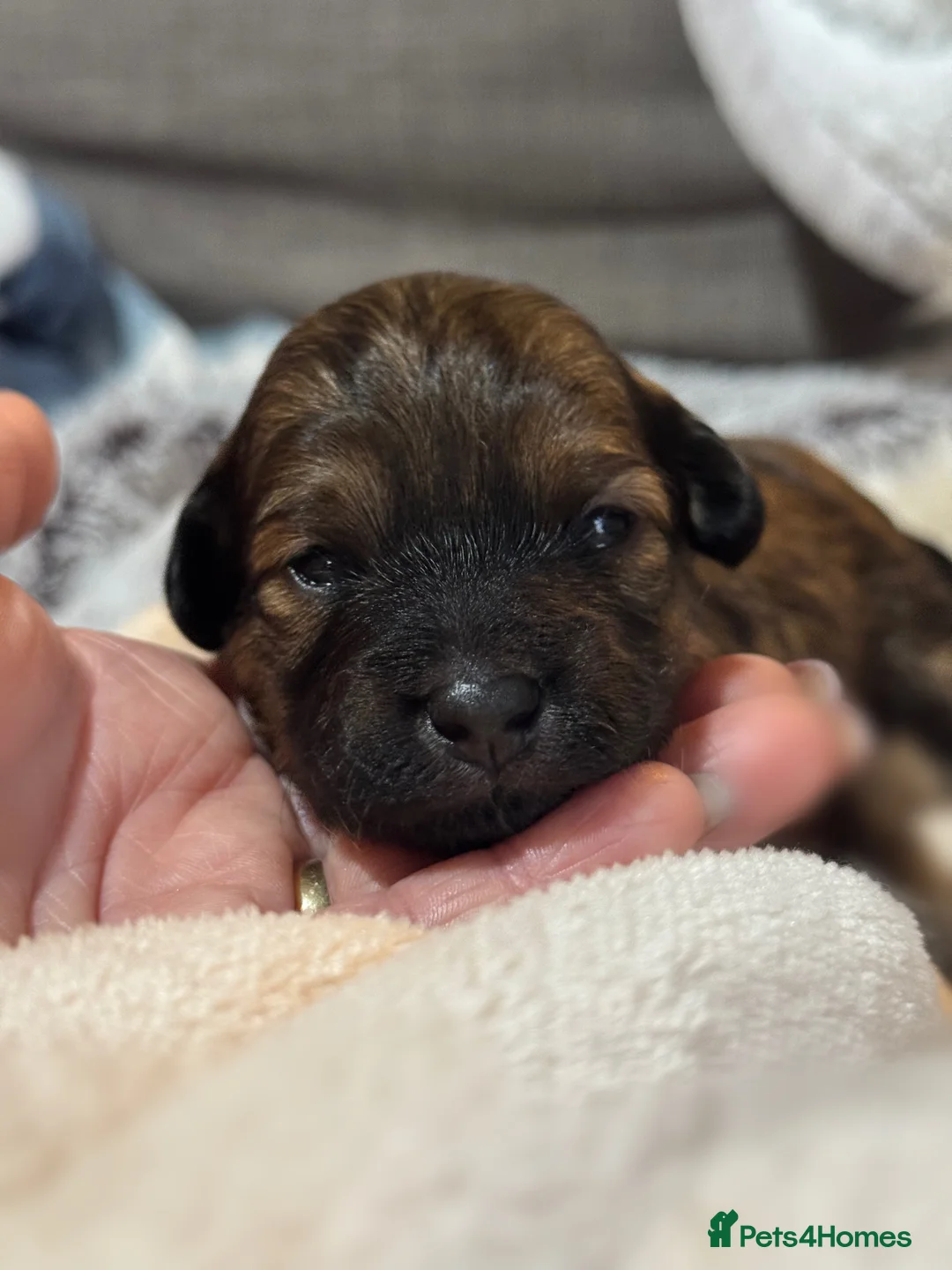 Maltipoo dogs for sale: Maltipoo puppy - Advert 13