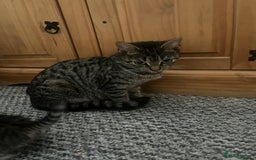 Abyssinian cats for sale: Tabby kittens  - Image 2