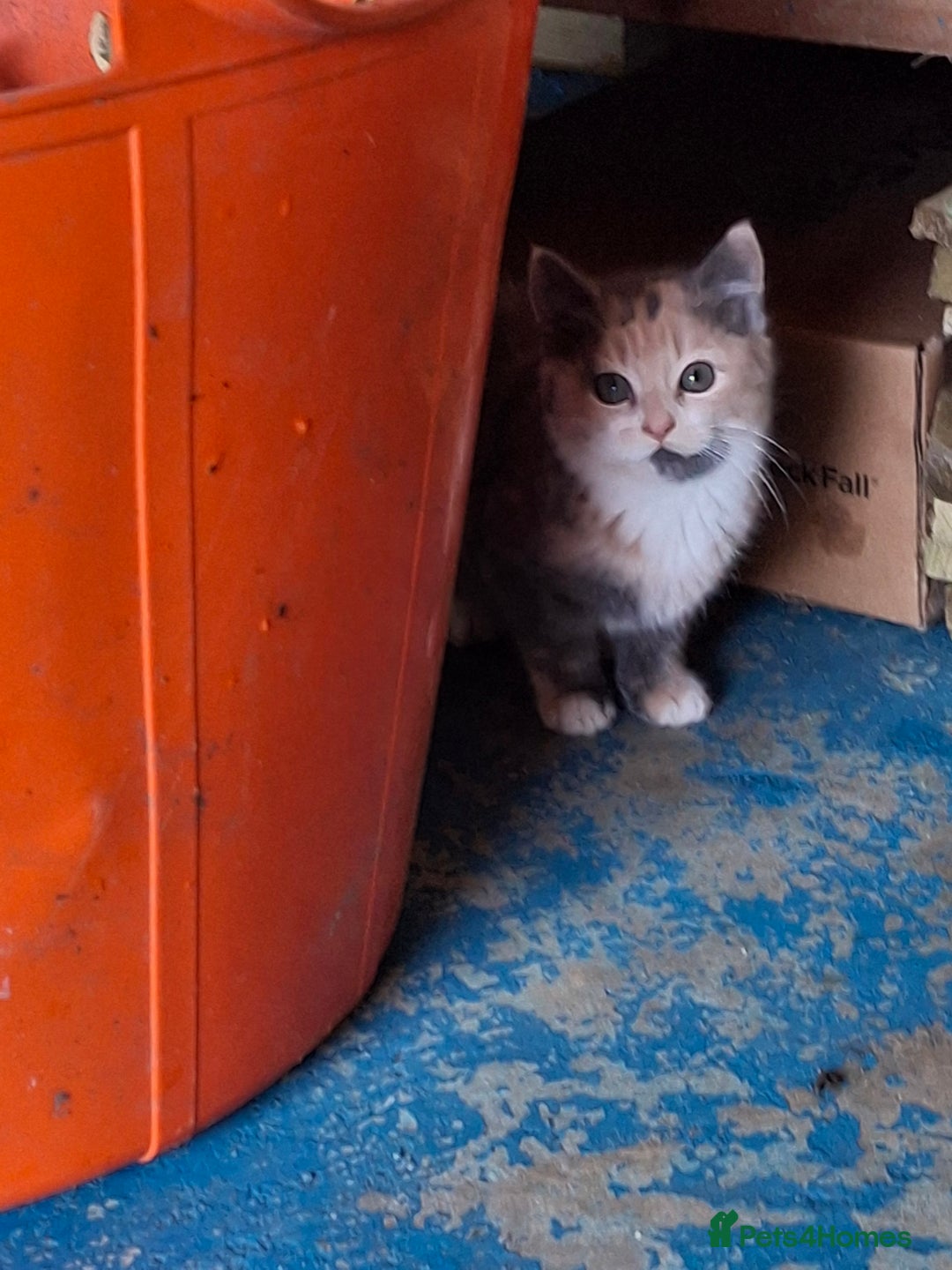 Mixed Breed cats for sale: Grey kittens  - Advert 2