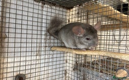 Chinchilla rodents for sale: Male and female chinchillas. - Image 3