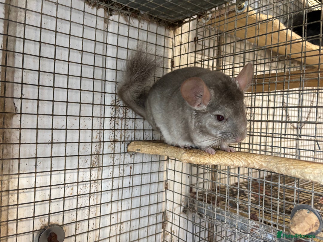 Chinchilla rodents for sale: Male and female chinchillas. - Image 3