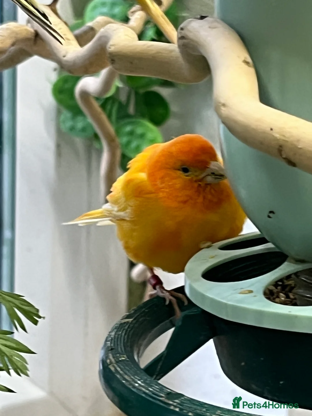 Canaries birds for sale: Beautiful mixed canaries - Advert 2