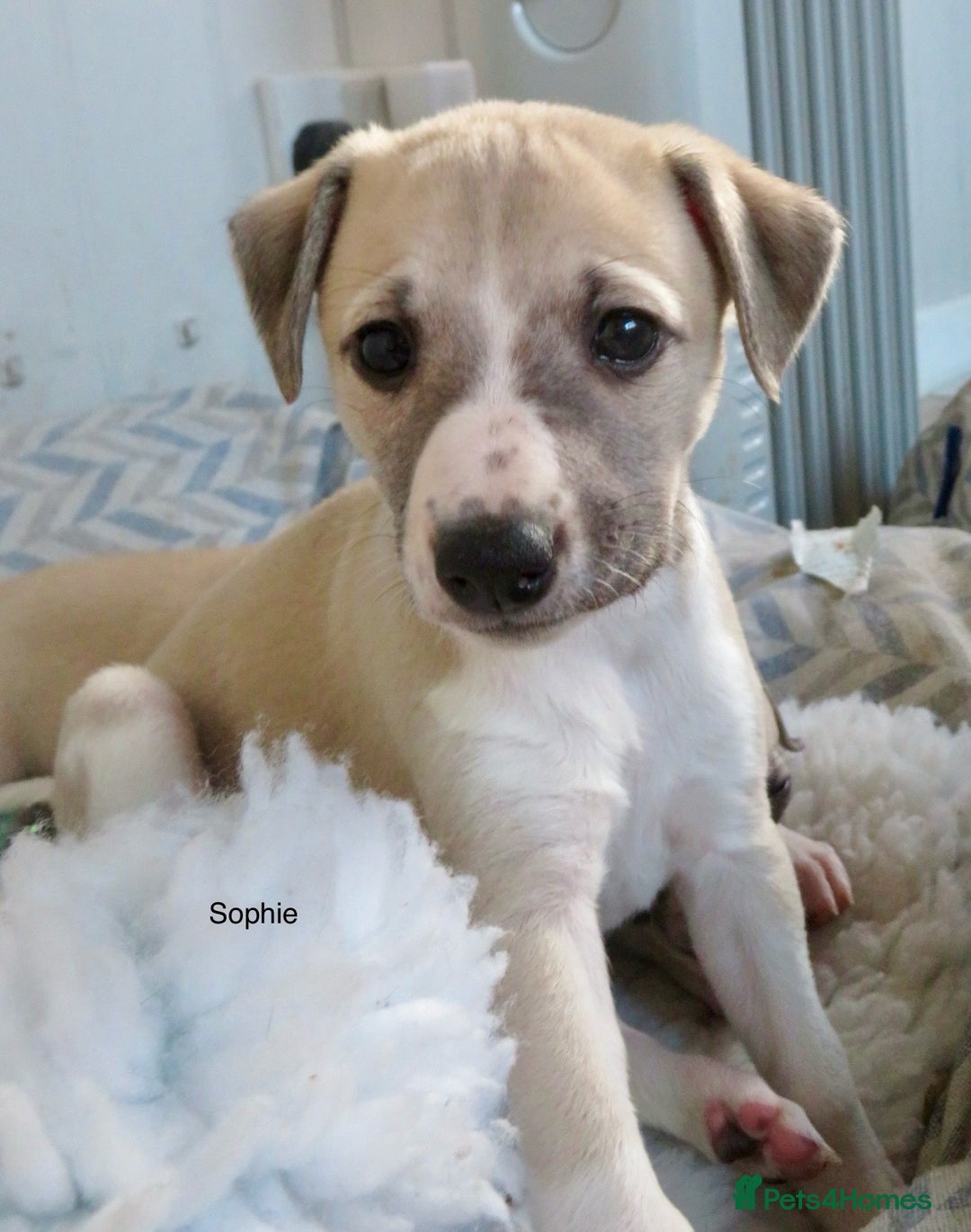 Whippet dogs for sale: Top quality bitch - Advert 7