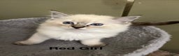 Ragdoll cats for sale: ❤️5 Beautiful Pure Ragdoll Kittens❗️❤️🐈 - Advert 23