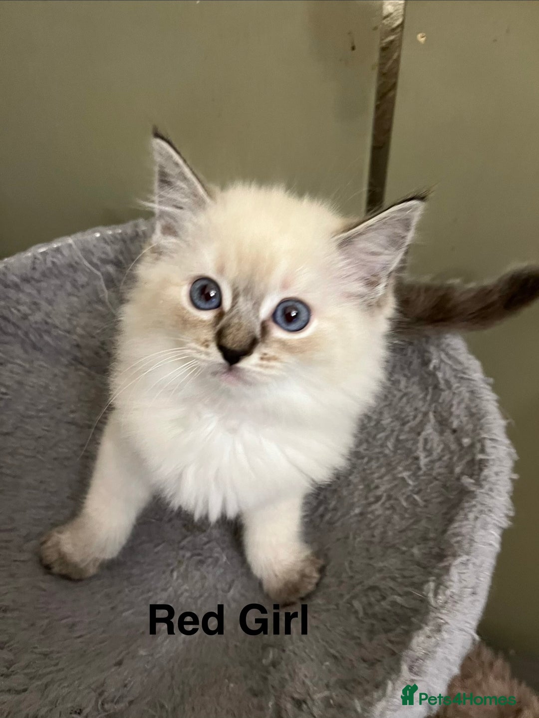 Ragdoll cats for sale: ❤️5 Beautiful Pure Ragdoll Kittens❗️❤️🐈 - Advert 23
