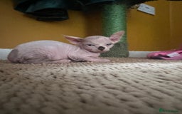 Sphynx cats for sale:  6 Beautiful Sphynx Kittens Ready Soon – 5★ - Image 8