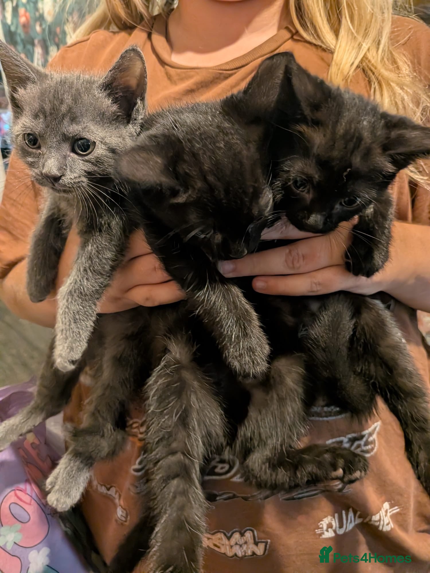 Mixed Breed cats Gorgeous 1/4 ragdoll kittens  - Advert 1
