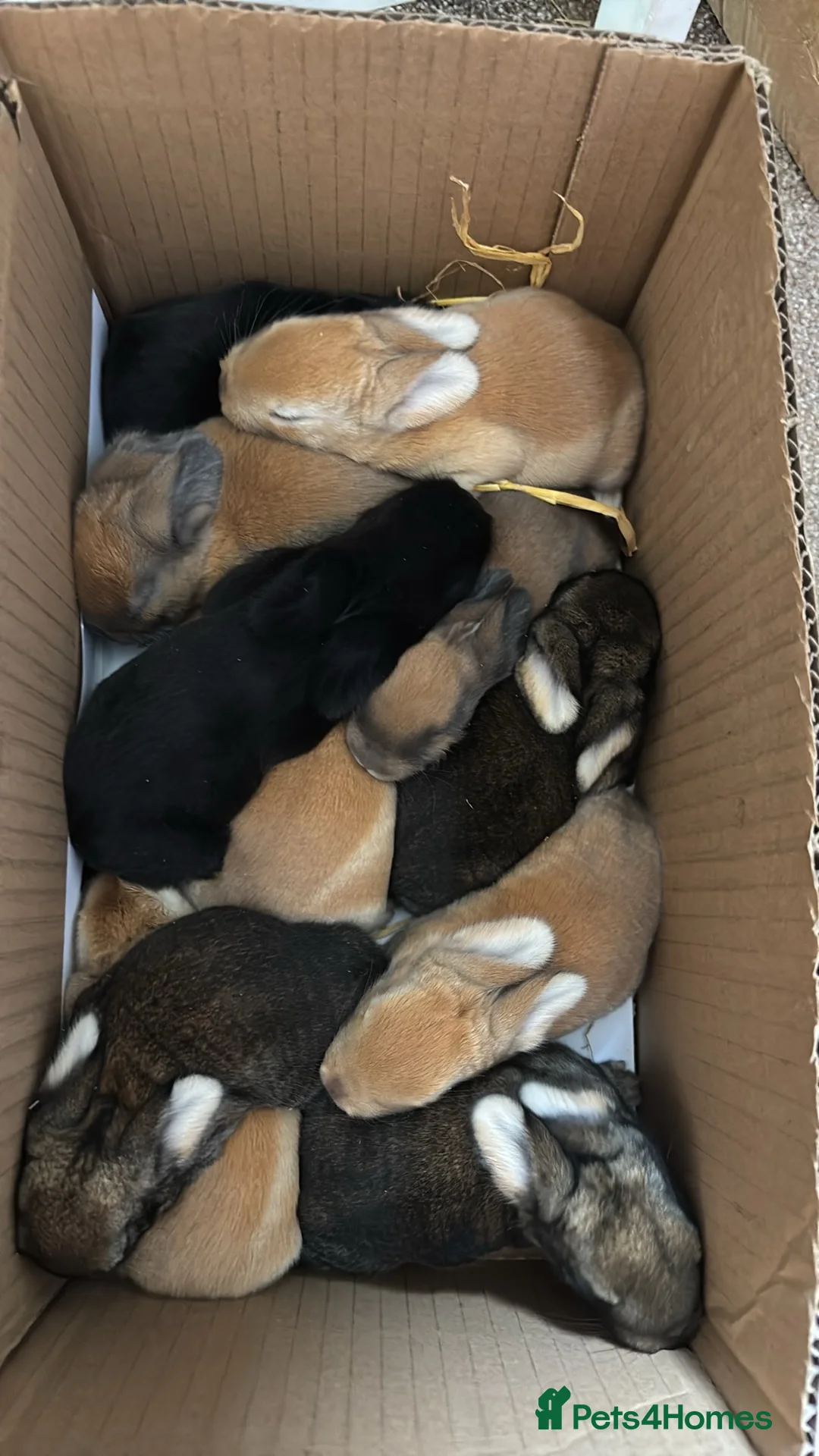 Continental Giant rabbits for sale: Giant continental x French lop - Advert 18