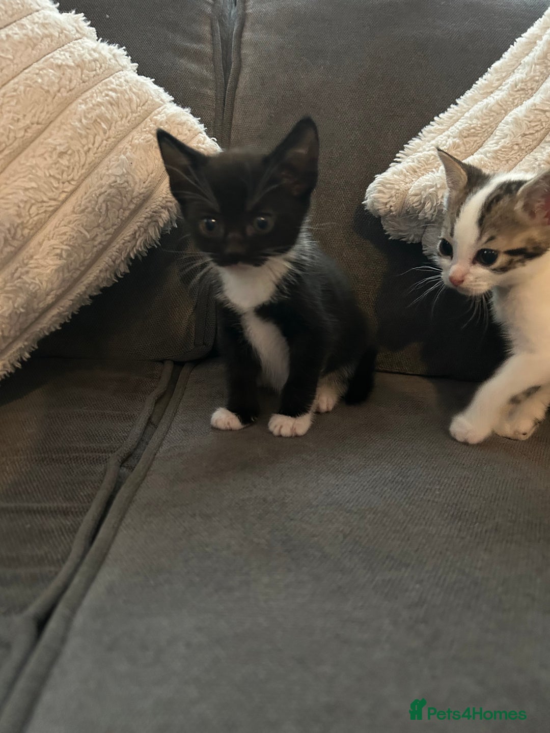 Mixed Breed cats for sale: 6 beautiful kittens ready too go  - Advert 21