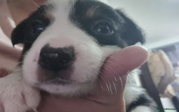 Border Collie dogs for sale: Border collie puppies  - Image 22