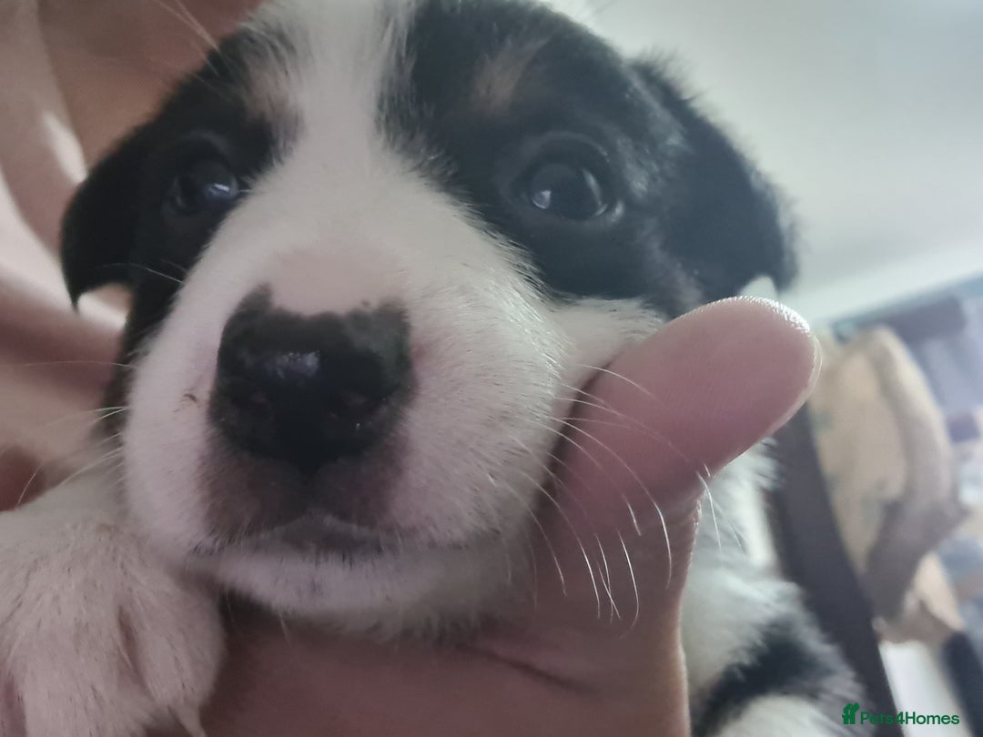 Border Collie dogs for sale: Border collie puppies  - Image 22