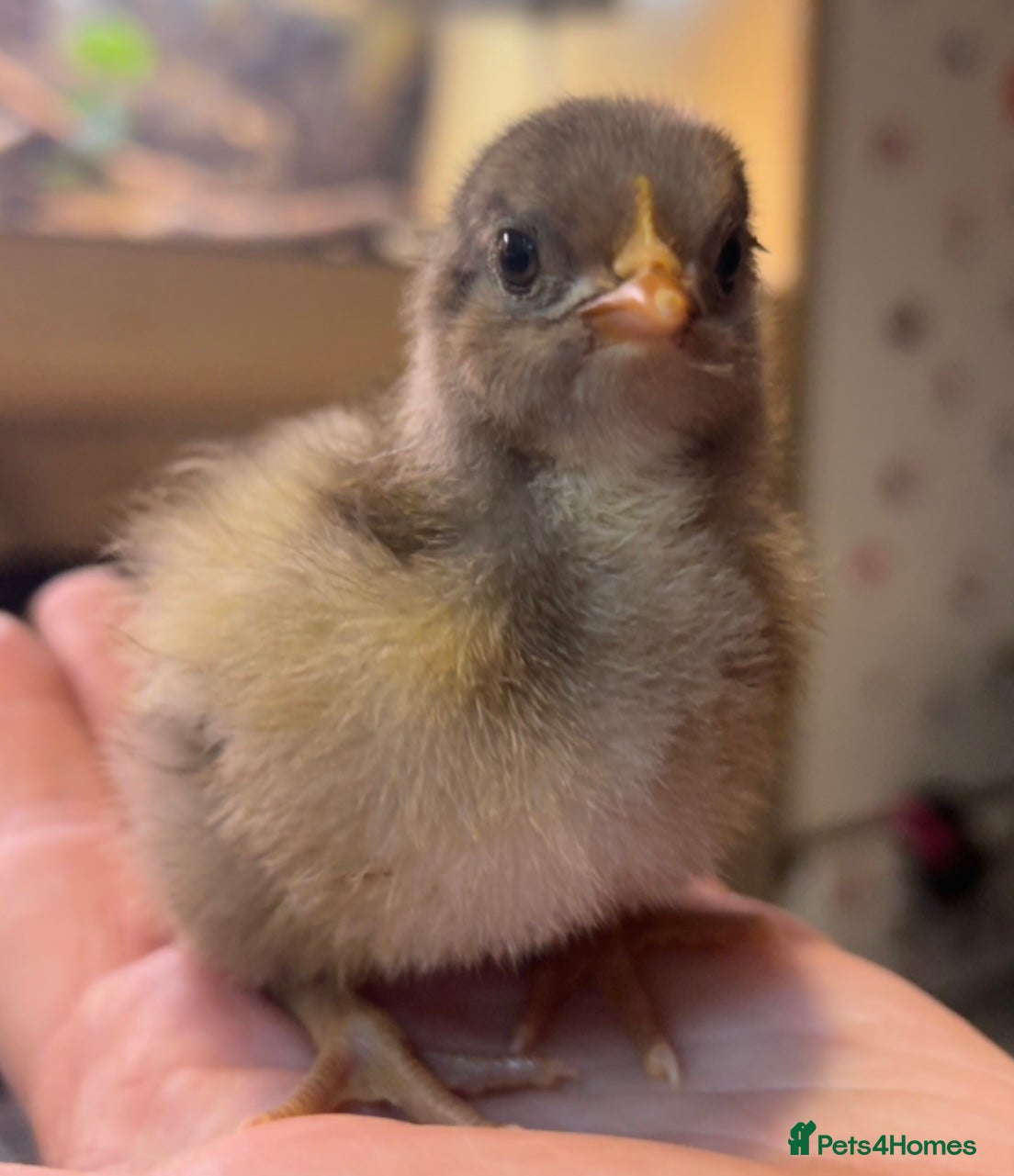 Chickens poultry Orpington Chicks and hatching eggs available  - Advert 2