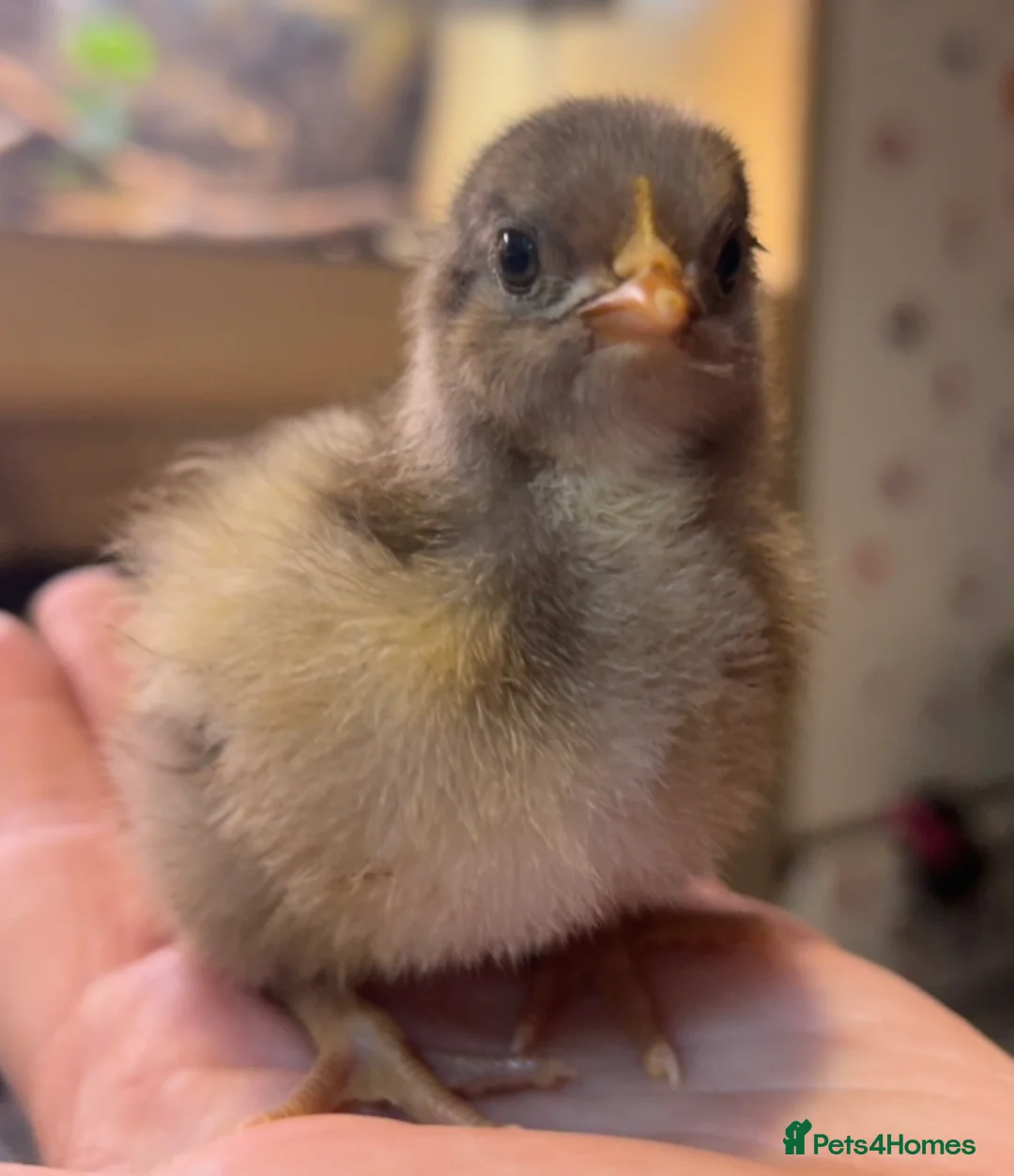 Chickens poultry for sale: Orpington Chicks and hatching eggs available  - Advert 2