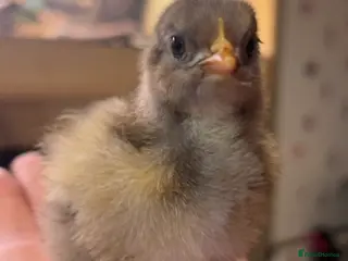Chickens poultry Orpington Chicks and hatching eggs available - Advert 2
