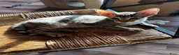 Mixed Breed cats for sale: CROSSED PETERBALD ✅✅✅ - Advert 12