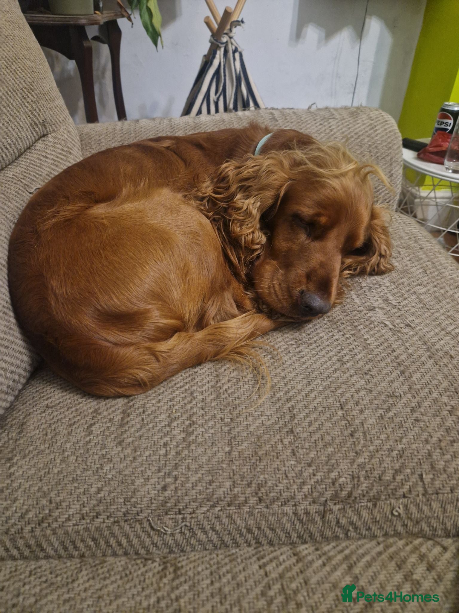 Cocker Spaniel dogs Rehome Gus - Advert 7