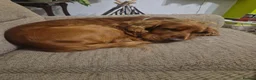 Cocker Spaniel dogs for adoption: Rehome Gus - Advert 1