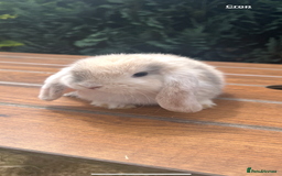Mini Lop rabbits for sale: Gorgeous Mini Lop Babies - Image 7