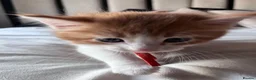Mixed Breed cats for sale: X4 male kittens  in Hornsea - Advert 7