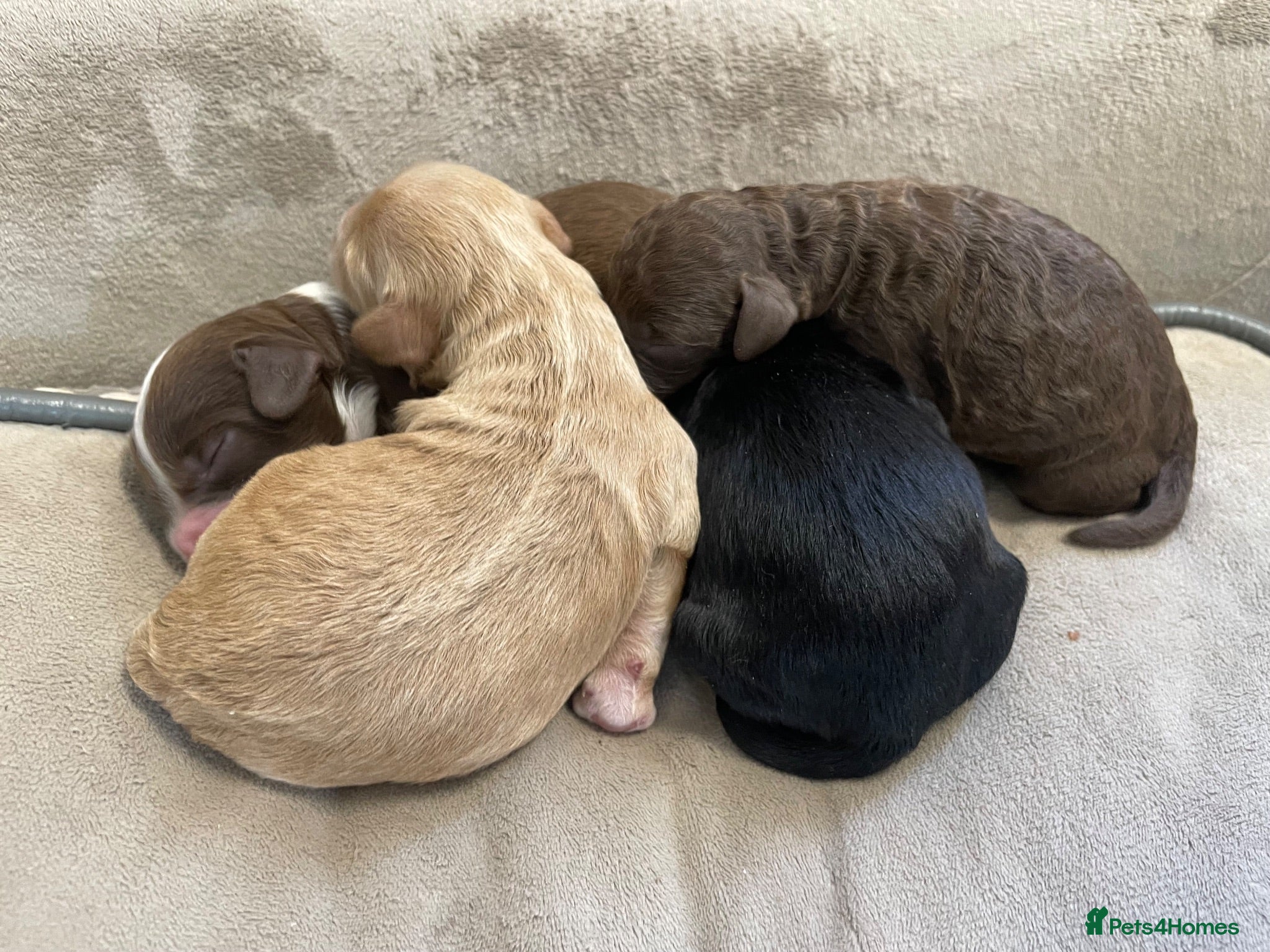Cockapoo dogs Mixed litter of Cockerpoo - Advert 18