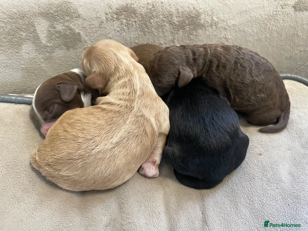 Cockapoo dogs for sale: Mixed litter of Cockerpoo - Advert 1