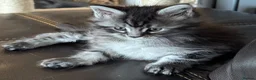 Maine Coon cats for sale: Full pedigree Maine coon boy kittens for sale in Rochdale - Advert 9
