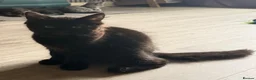 Maine Coon cats for sale: Maine coon kitten - Advert 6