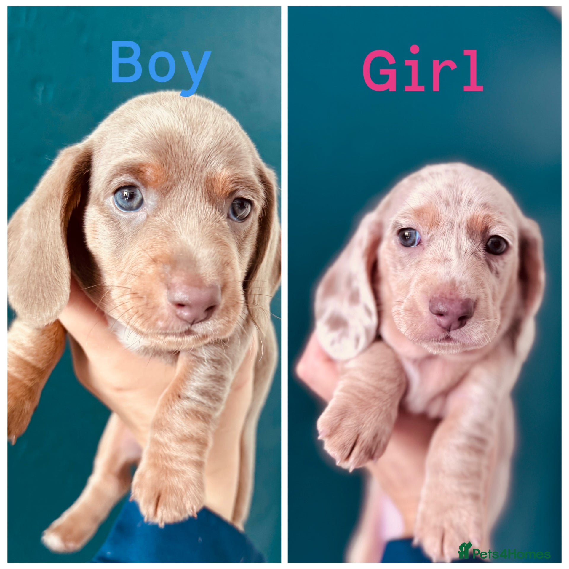 Miniature Dachshund dogs 2 cute miniature dachshund pupps available  - Advert 1