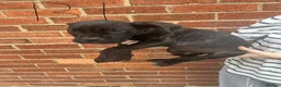 Cane Corso dogs for sale: Cane corso cross bully  - Advert 6