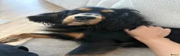 Cocker Spaniel dogs for sale: 2 year old archie in Dundee - Advert 9