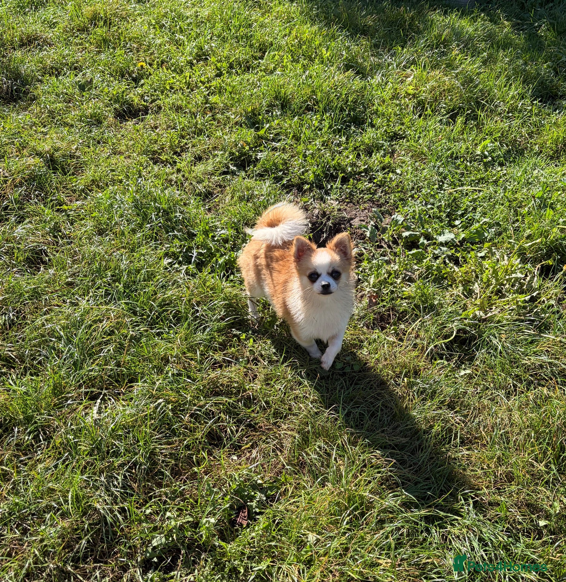 Pomchi dogs for sale: POMCHI PUPPIES FOR SALE - Advert 20