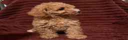 Toy Poodle dogs for sale: Toy Poodle Puppies For Sale - Advert 3