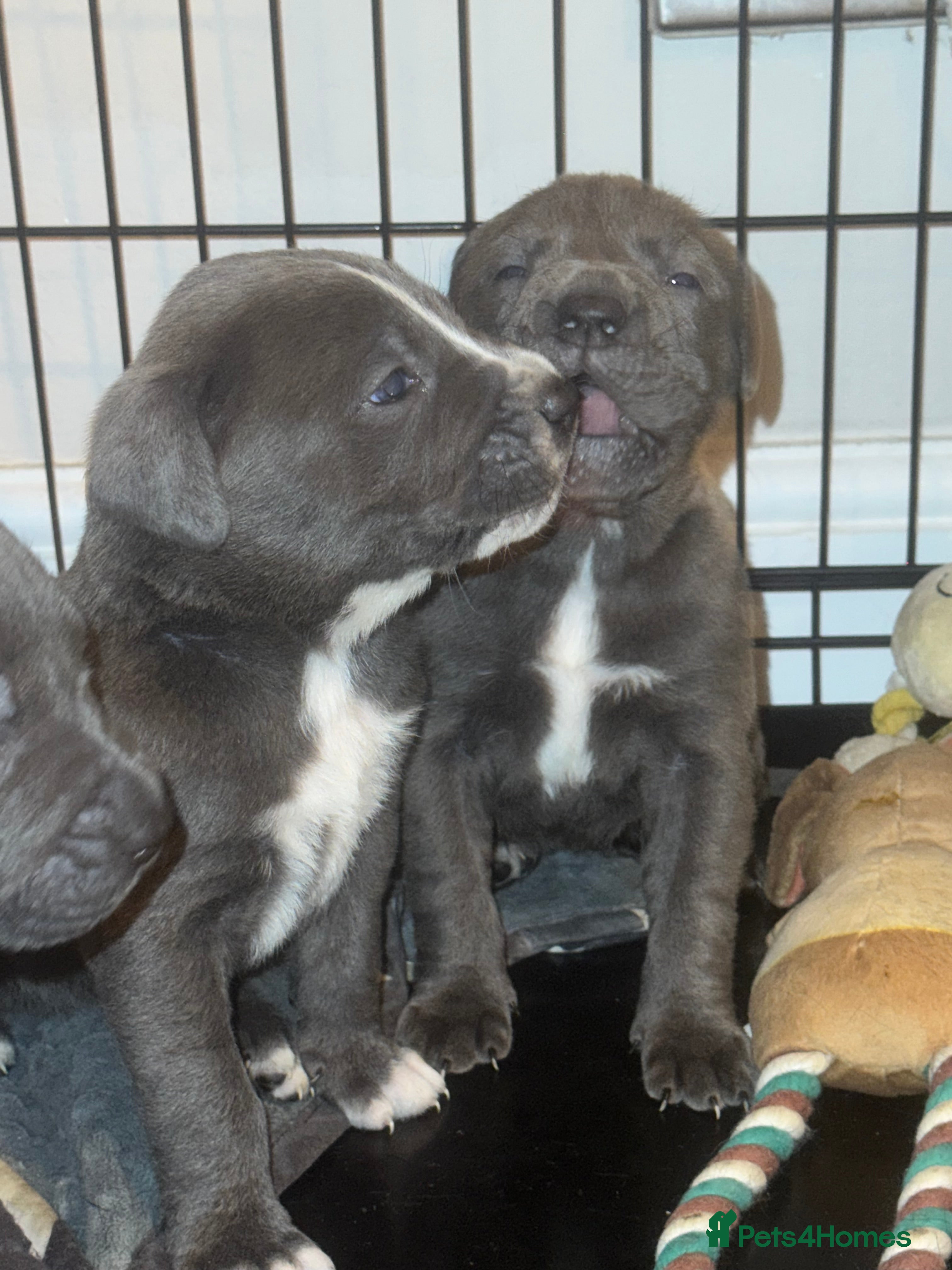 Cane Corso dogs Outstanding cane corso pups 🐶  - Advert 9