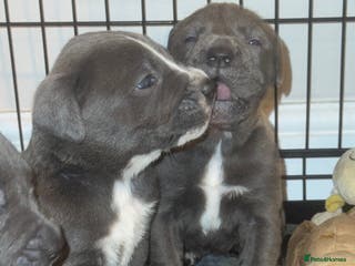 Cane Corso dogs Outstanding cane corso pups 🐶 - Advert 9