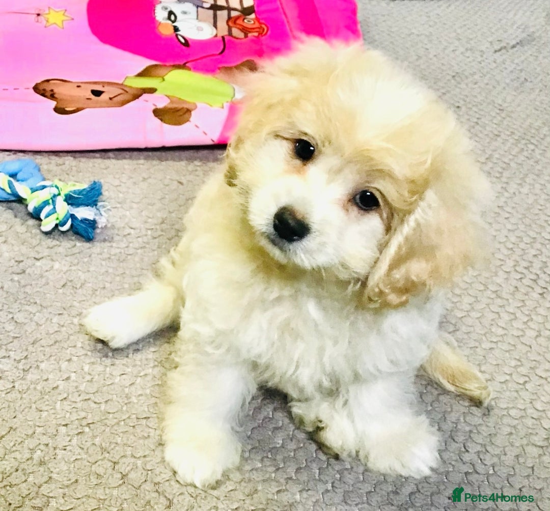 Cavapoo dogs for sale: 🩷F1b CAVAPOO GIRLS~ READY FOR NEW HOMES 🩷 - Image 5