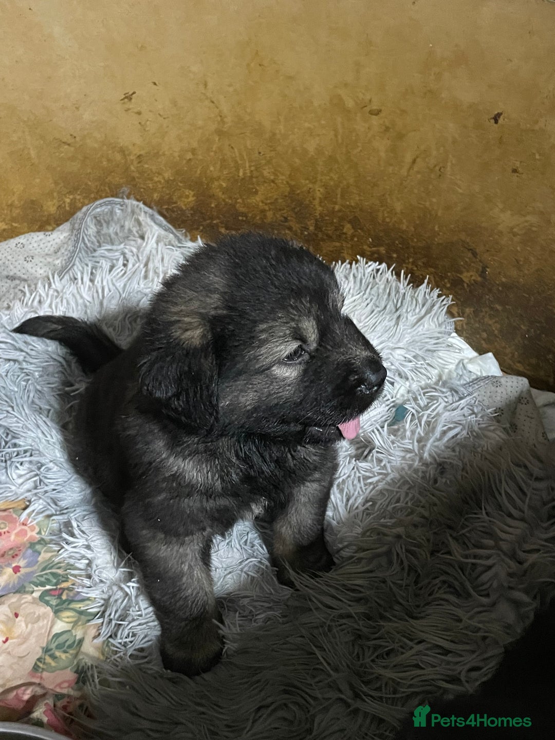 Caucasian Shepherd Dog dogs for sale: Beautiful puppies from huge parents  - Image 5