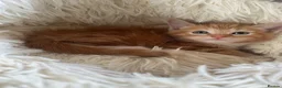 Mixed Breed cats for sale: Adorable Ginger Kitten Ready For A New Home🏡 - Advert 9
