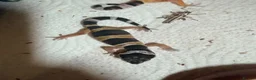 Leopard Gecko reptiles for sale: Leopard gecko - Advert 3