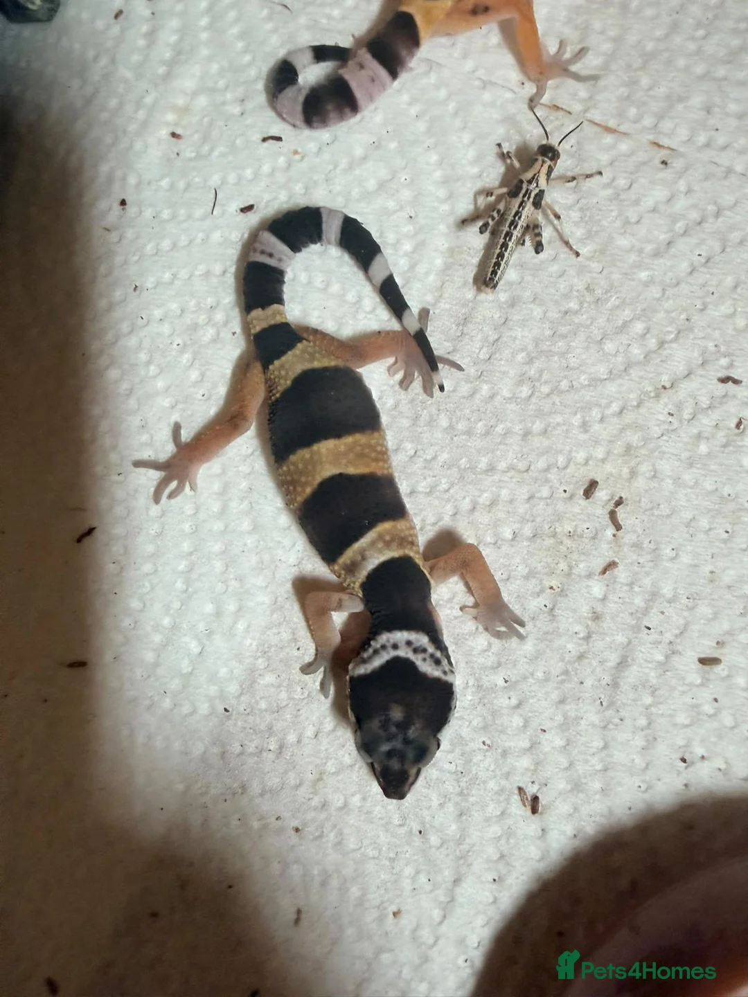 Leopard Gecko reptiles for sale: Leopard gecko - Advert 3