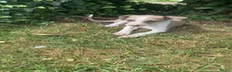 Italian Greyhound dogs for sale: Italian greyhounds in Doncaster - Advert 3
