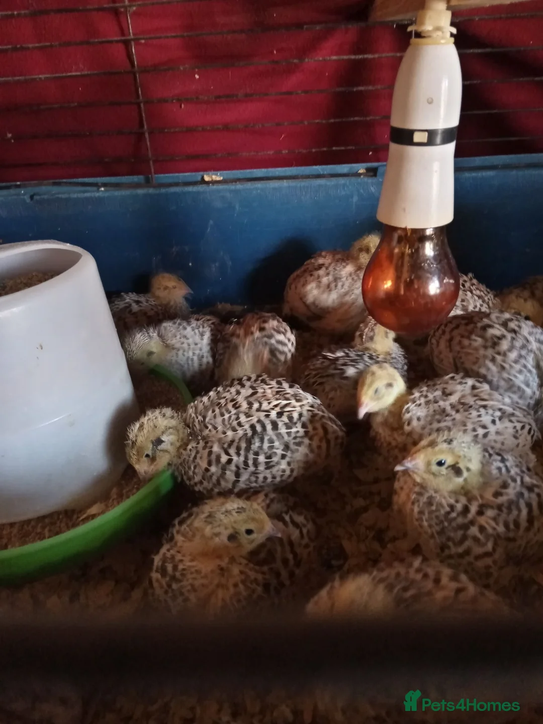 Quail poultry for sale: Italian quail for sale  - Advert 2