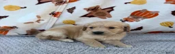 Golden Retriever dogs for sale: Beautiful golden retriever puppies - Advert 23