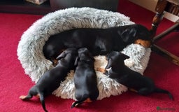 Miniature Dachshund dogs for sale: Miniature Dachshund Puppies  - Image 19