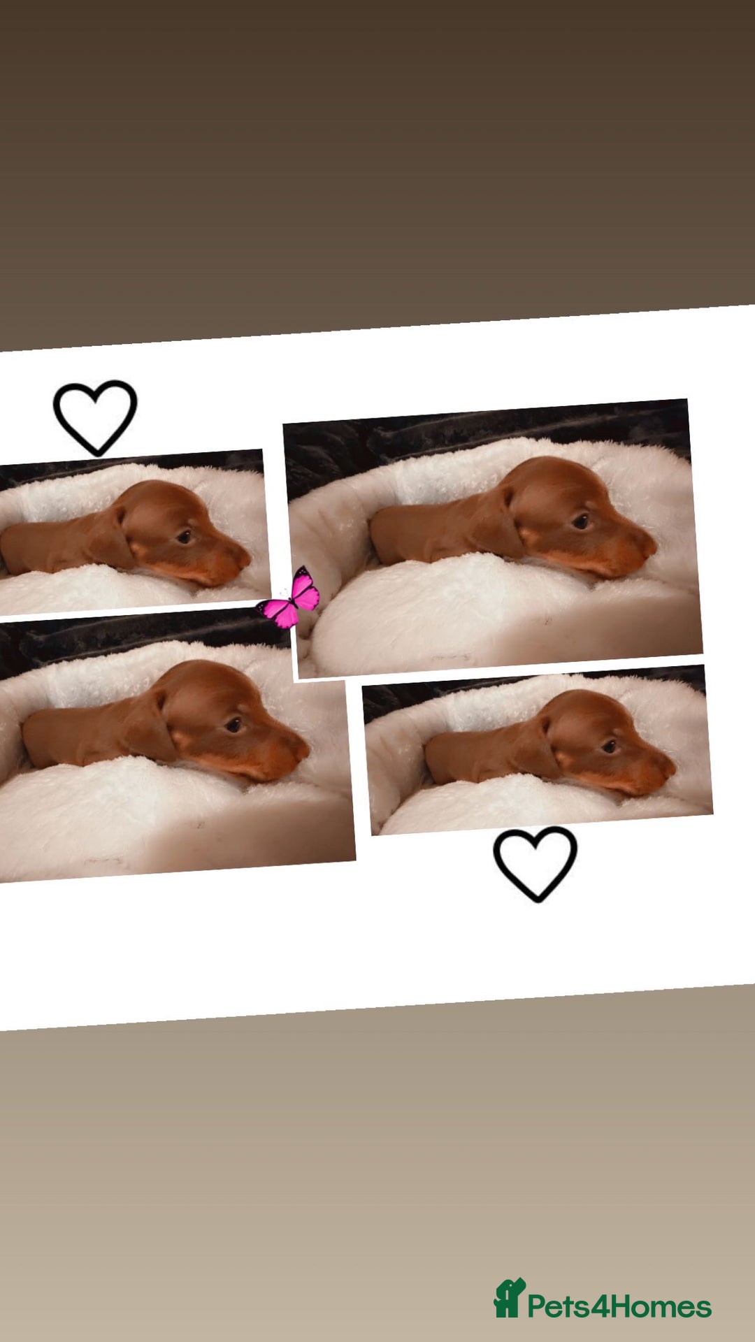 Miniature Dachshund dogs for sale: Stunning Miniature Dachshund kc reg READY NOW 🎄🎄 - Advert 9