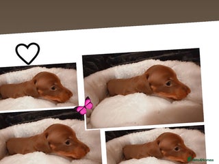 Miniature Dachshund dogs Miniature dachshund puppies kc reg - Advert 4