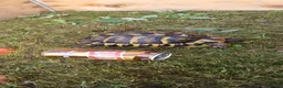 Hermann Tortoise reptiles for sale: Two testudo hermanni hermanni dwarf tortoises fm - Advert 6